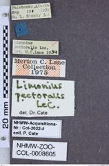 Etiketten zu Limonius pectoralis (NHMW-ZOO-COL-0008605)